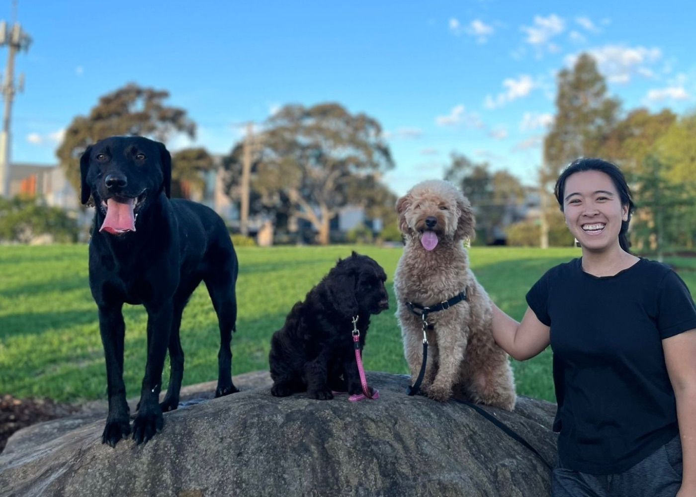 Diona with three client dogs settled beside her in a Melbourne park