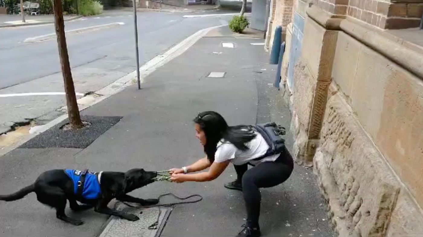 Diona playing tug with Murphy on a Melbourne street, no food in sight