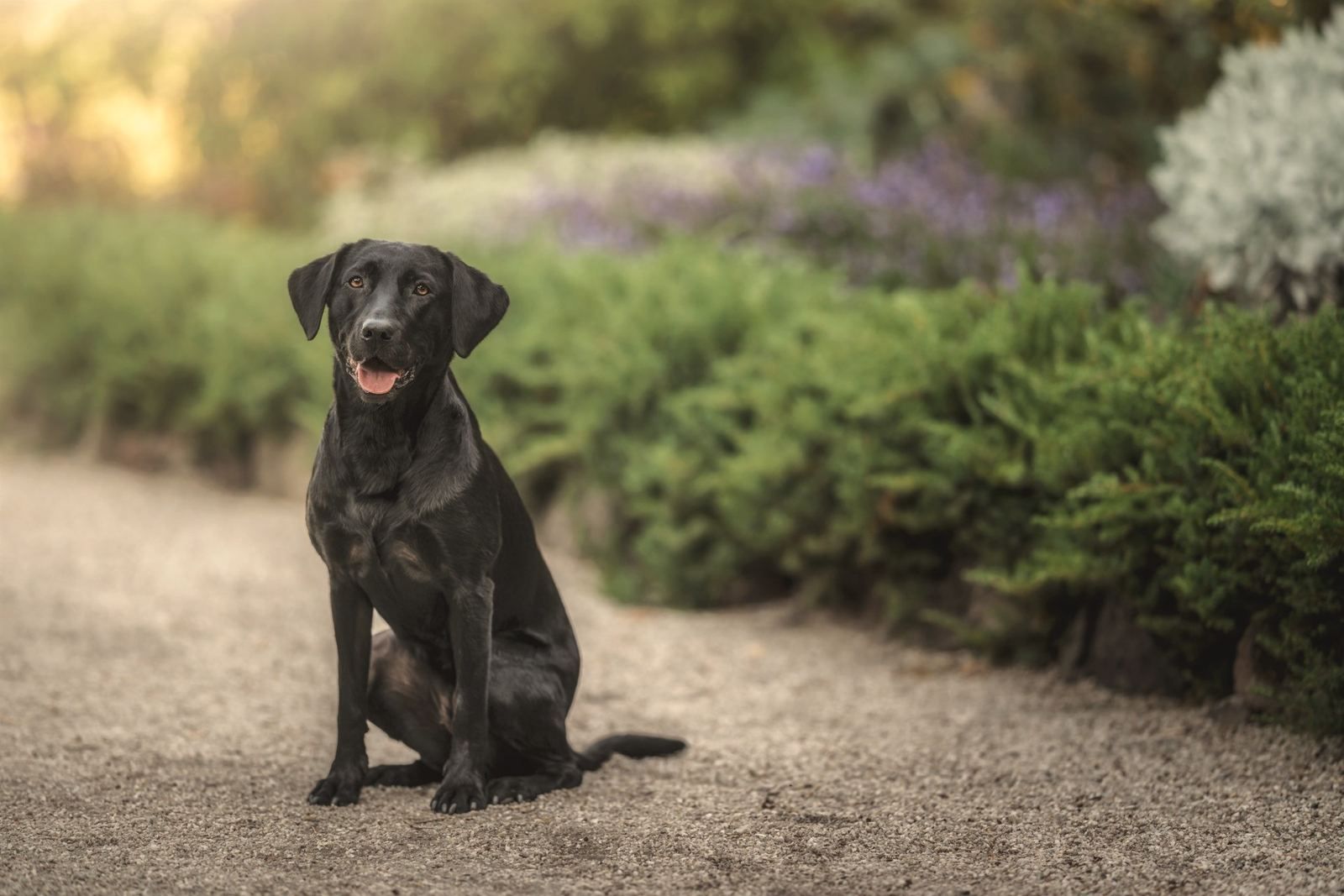 Murphy the black Labrador sitting calmly on a garden path in Williamstown, nobody reaching for her