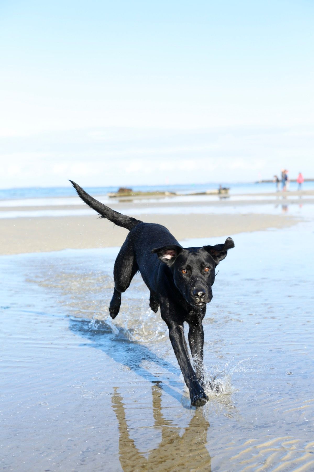 Murphy, a black Labrador, running free through the shallows at a Melbourne beach