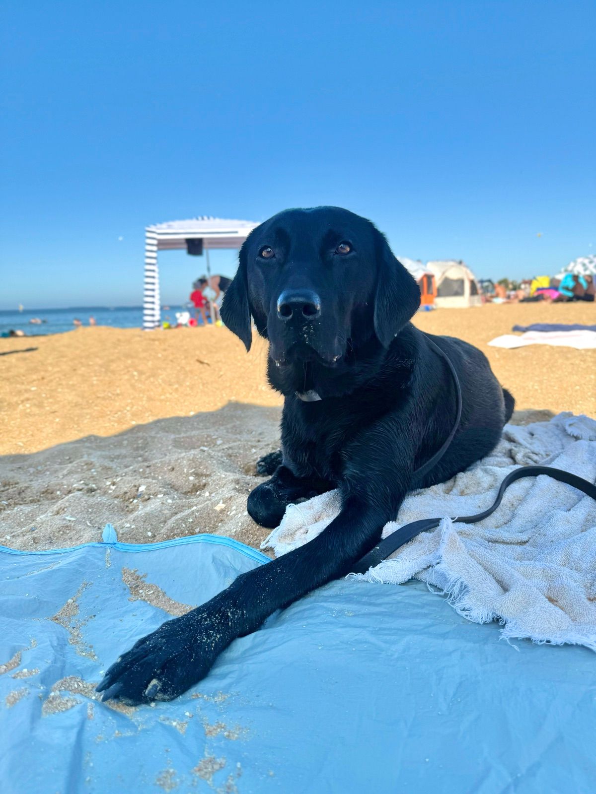 Murphy the black Labrador settled on a towel at a crowded Melbourne beach, lead loose