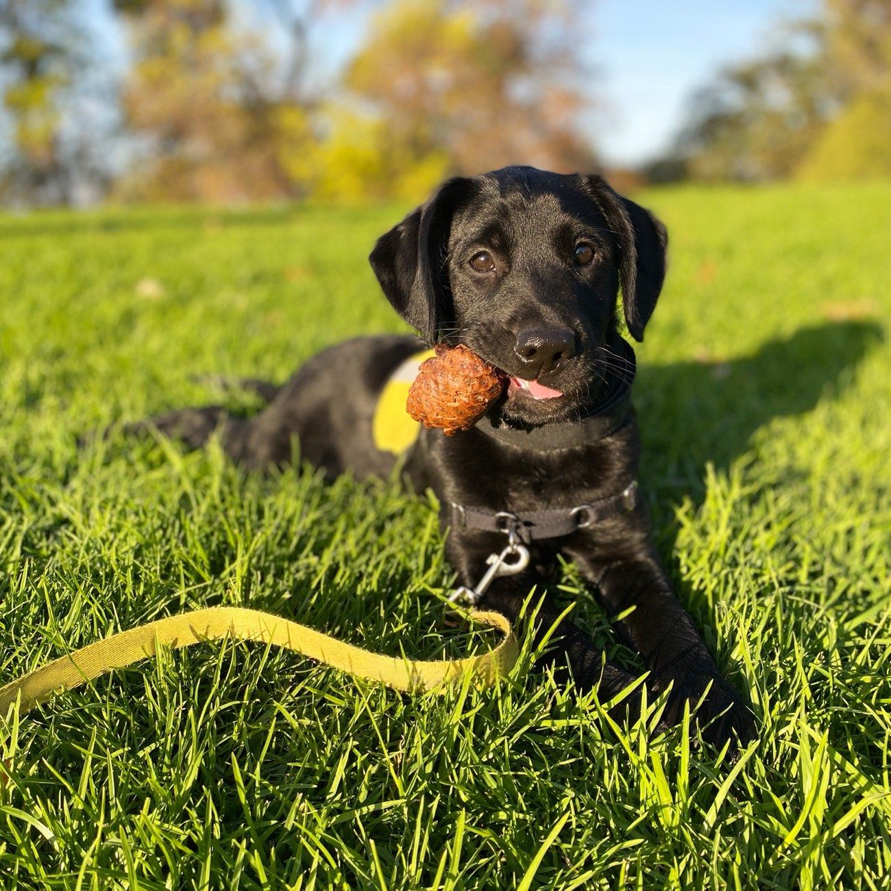 Murphy as a puppy lying on grass with a long line clipped on