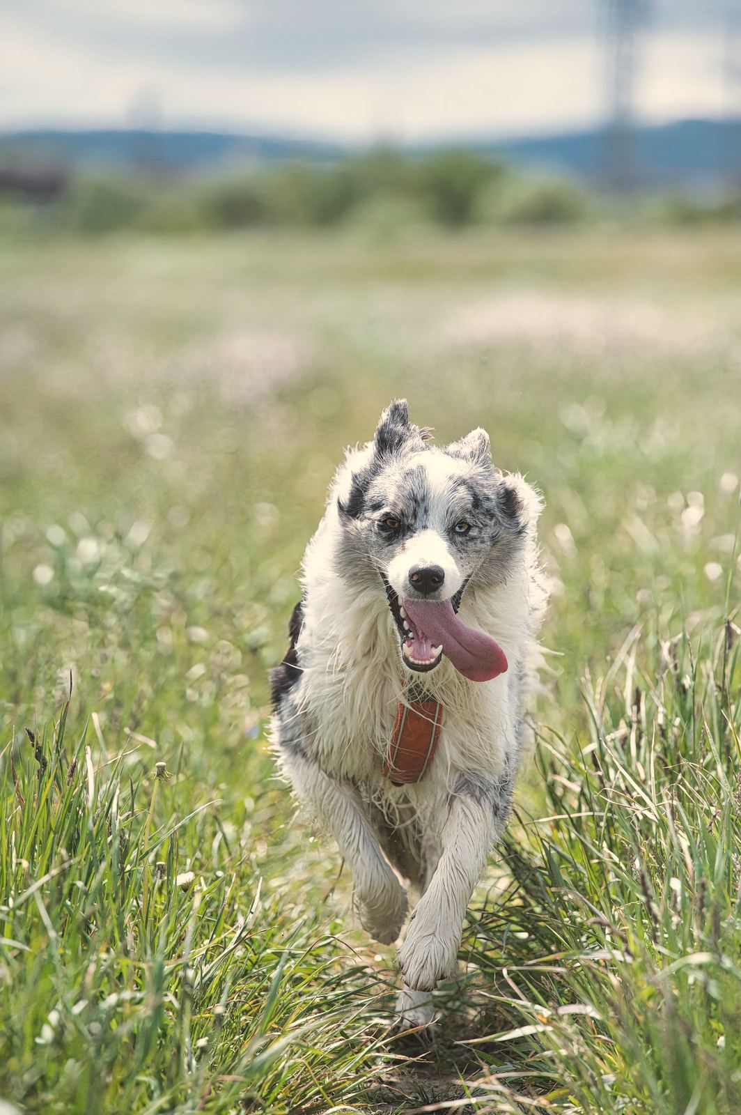 A young dog running across a field