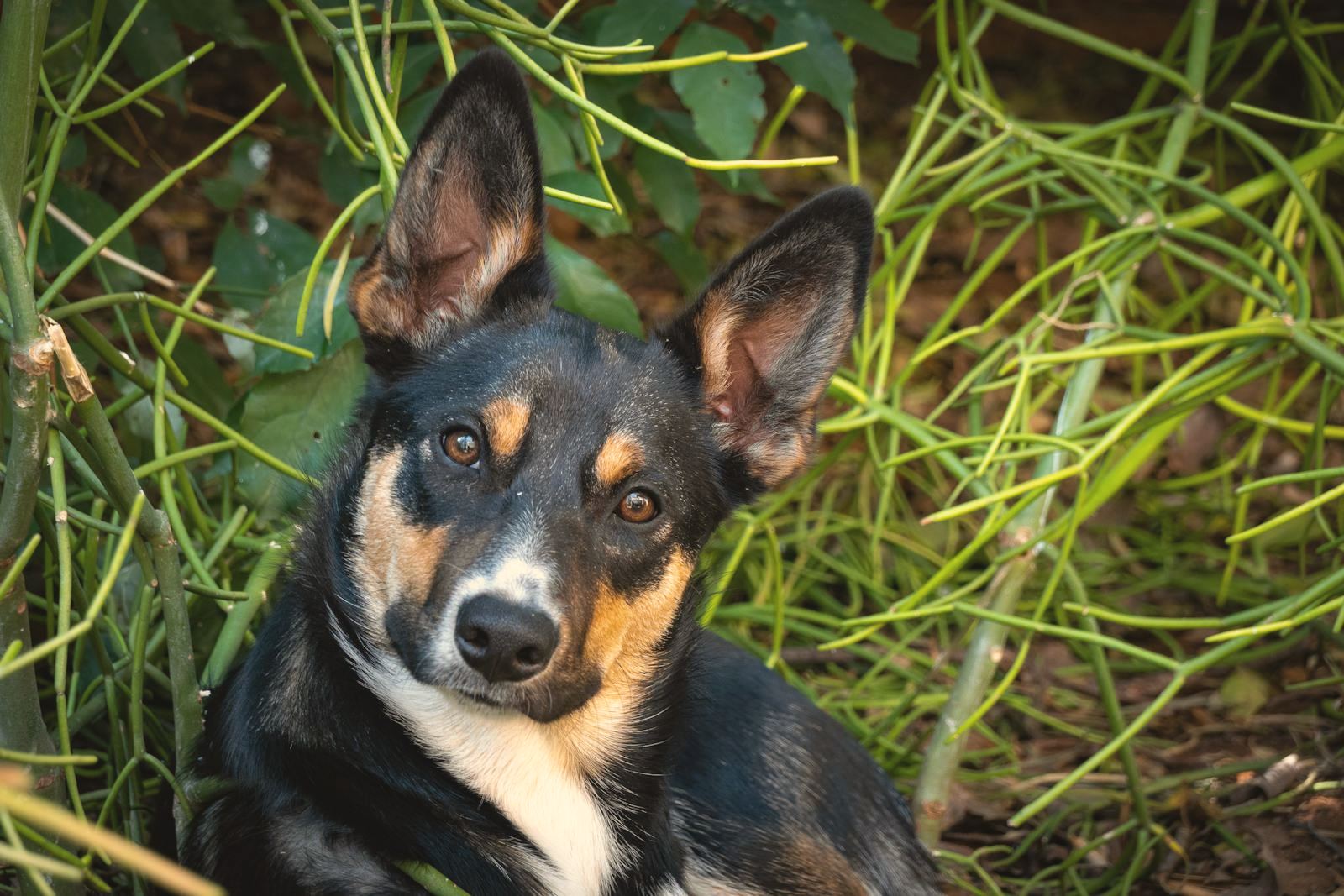 An alert dog with its ears up