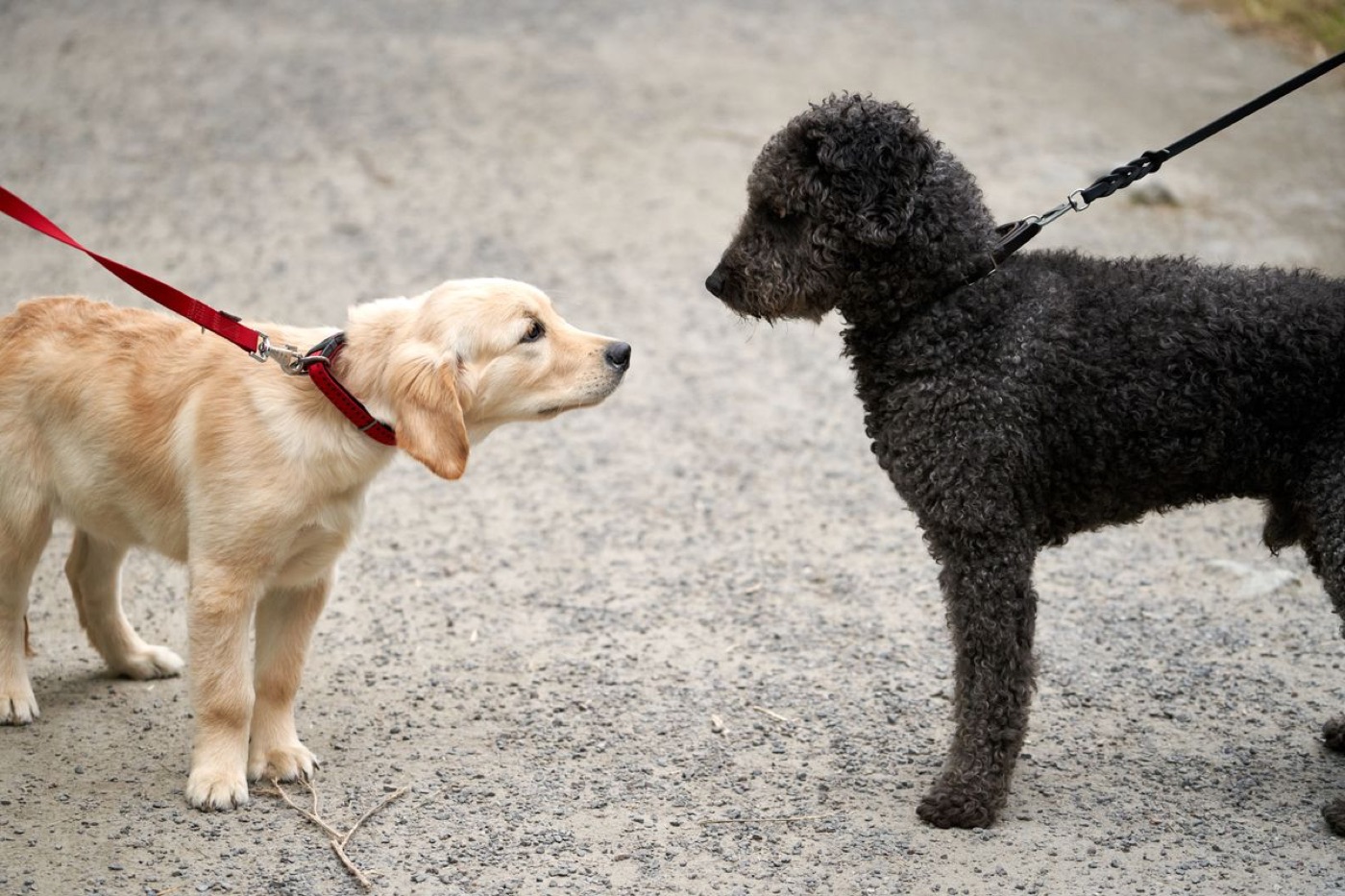 Two dogs passing each other on leash, one holding its composure