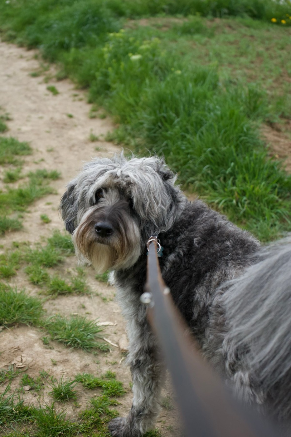 Dog on a lead turning back to check in with their handler during a walk
