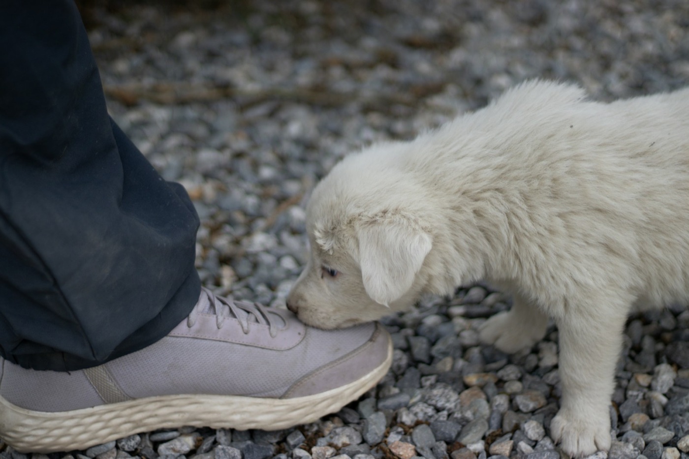 Small puppy investigating an owner's shoe, exploring the everyday world