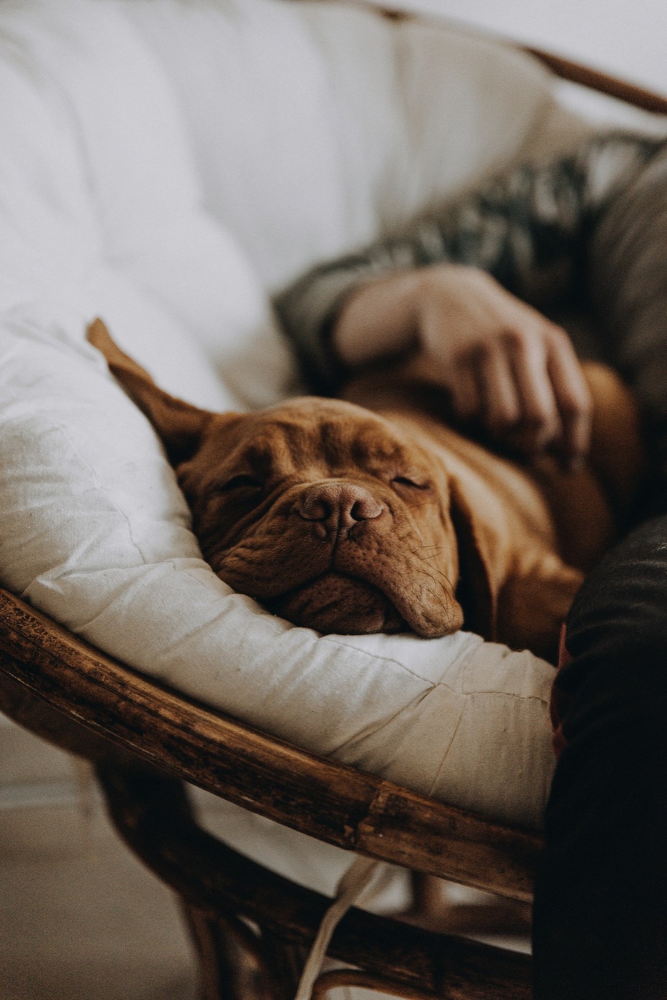 A dog lying quietly in its bed, doing exactly what it was told