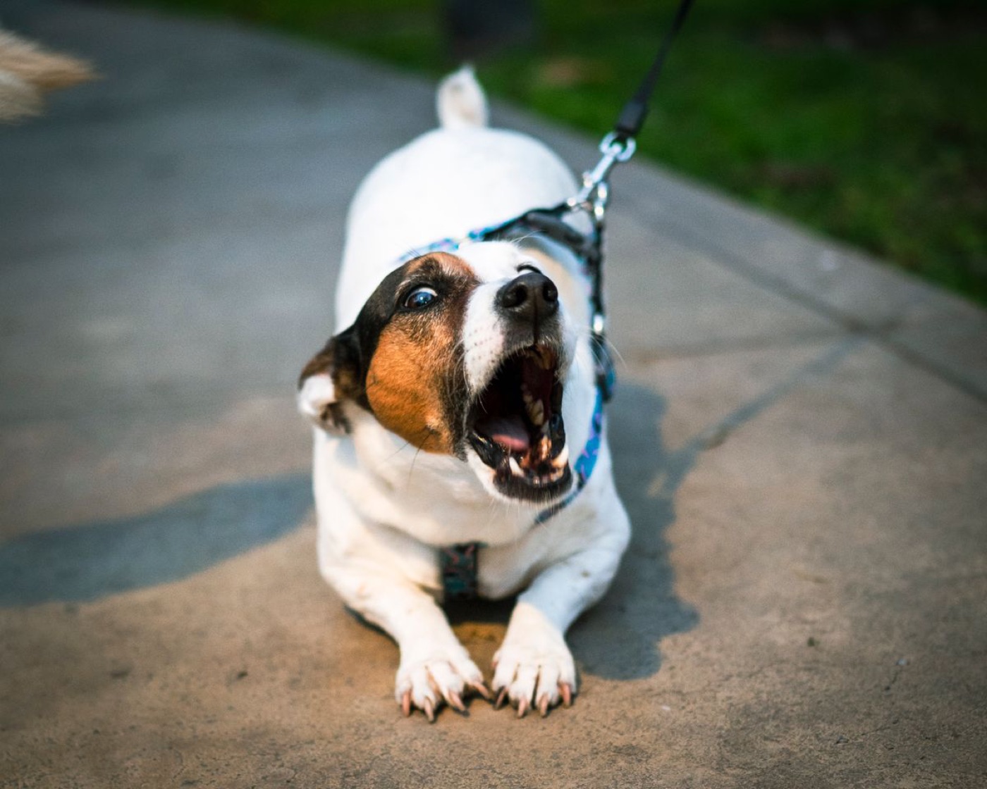 Reactive dog barking on lead, body loaded forward before a lunge