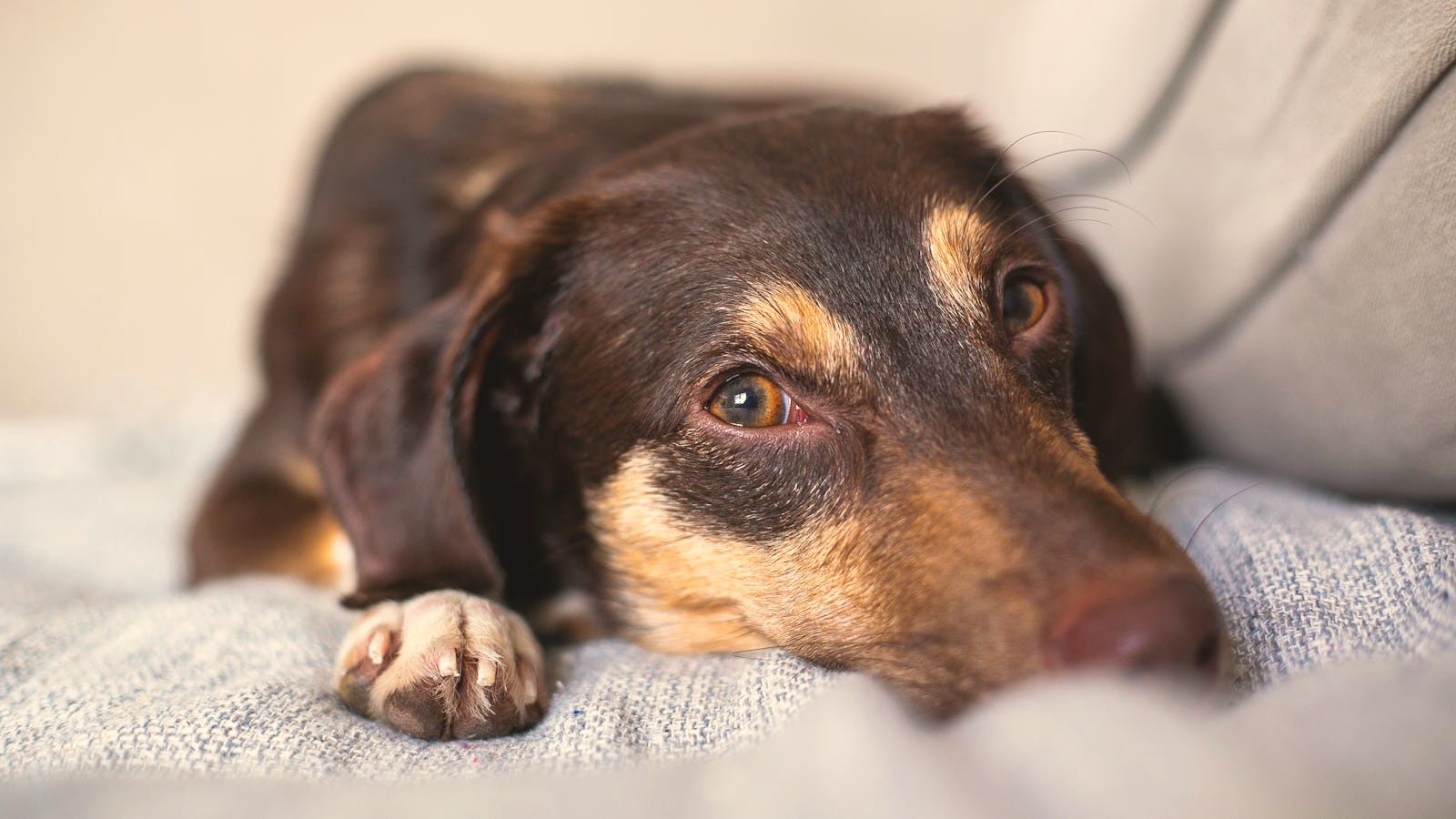 A dog resting calmly at home
