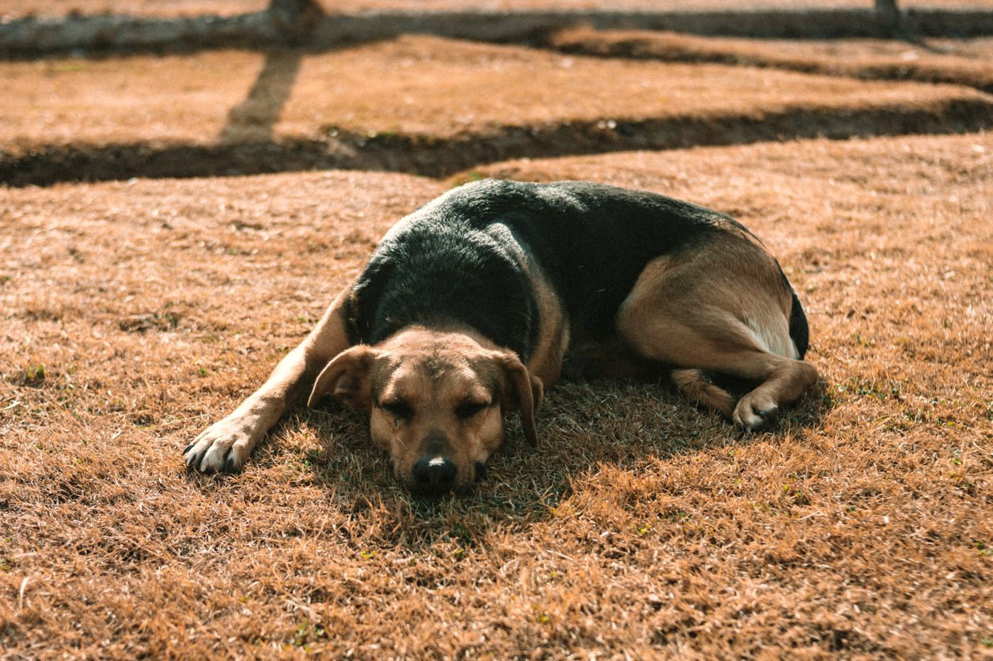 A dog resting calmly on the grass