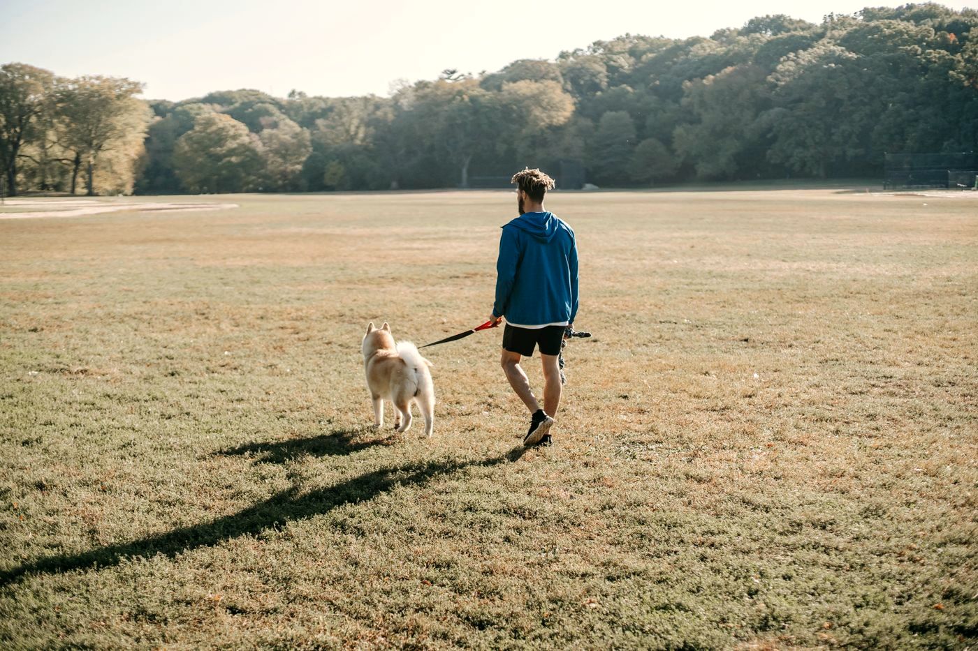 A dog walking calmly on a loose lead beside its owner