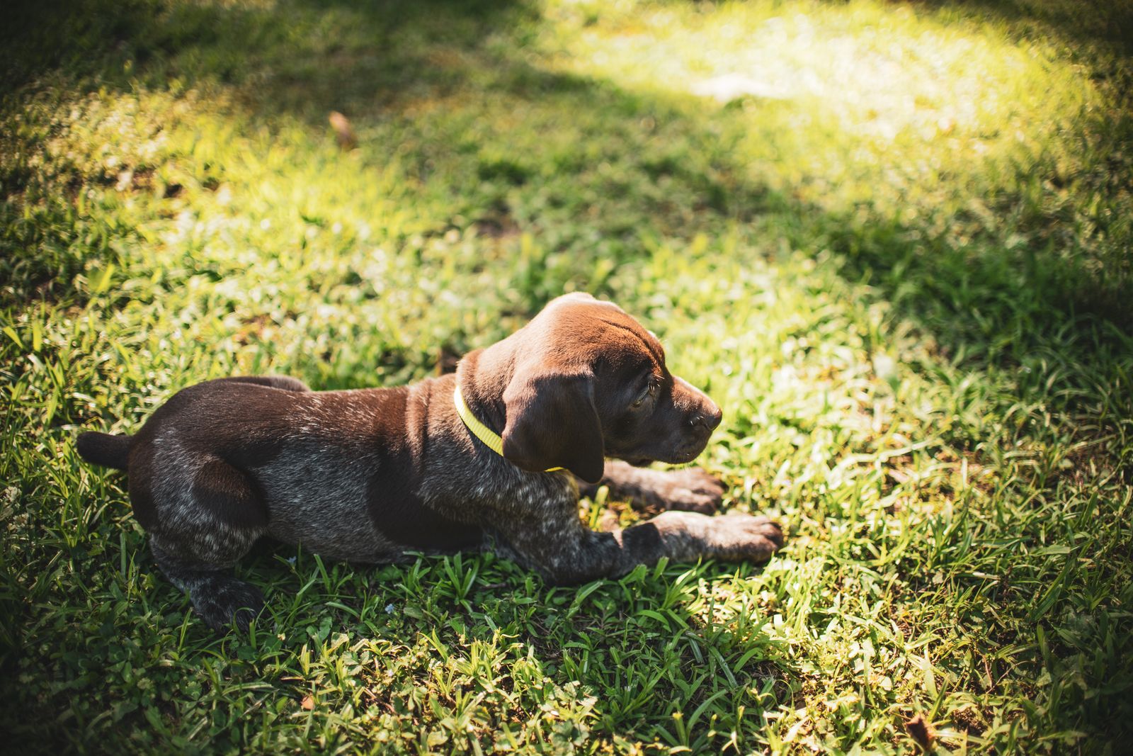 A calm puppy lying on sunlit grass