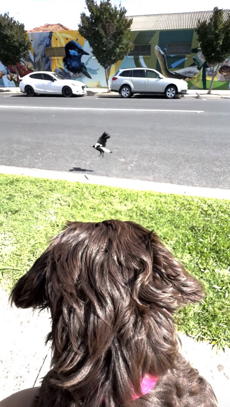 A puppy sitting quietly, watching a magpie on the street from a distance