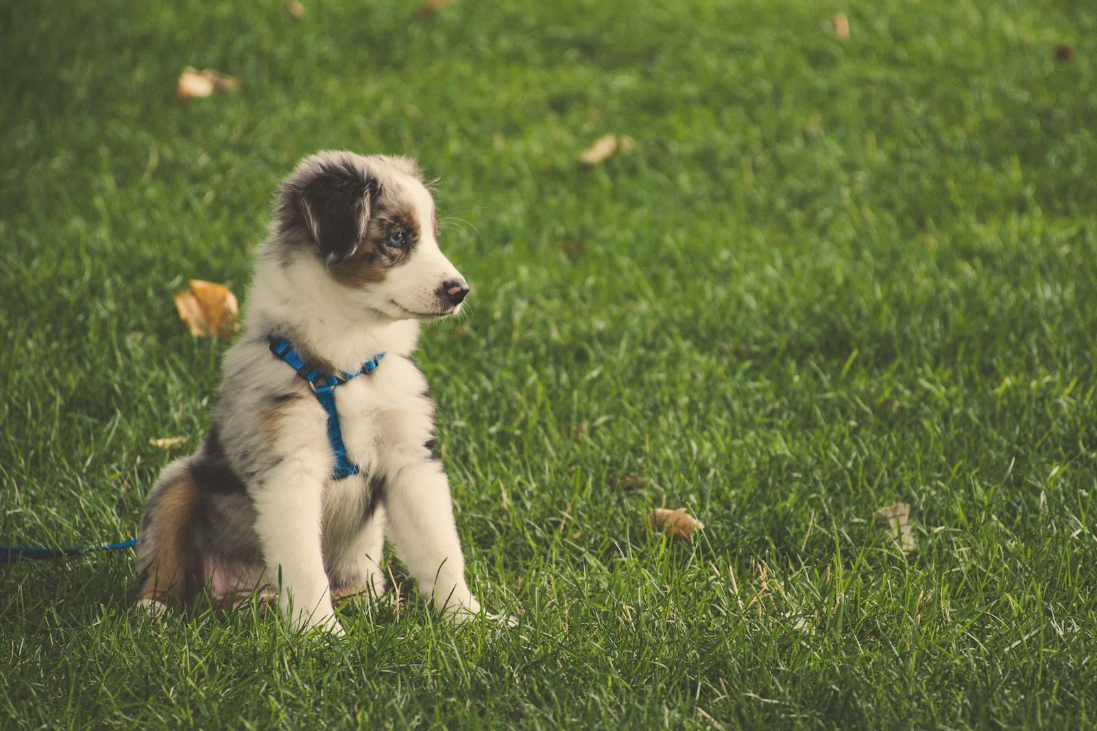 A puppy sitting on the grass