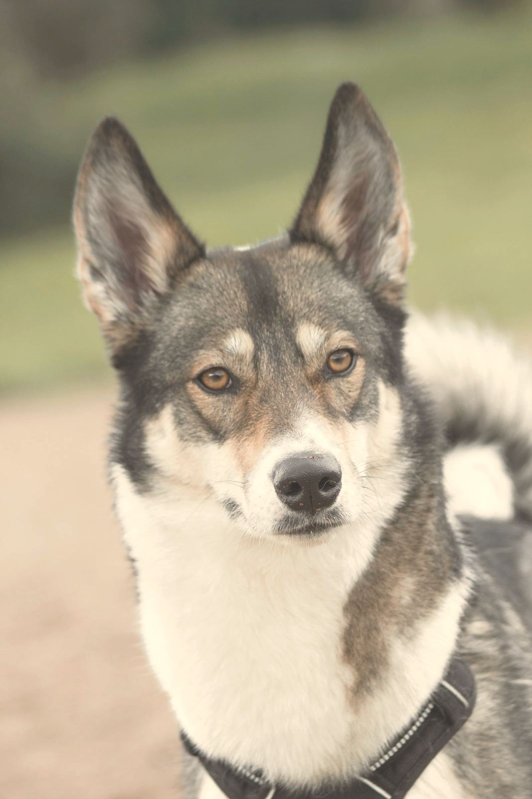 An alert dog watching intently outdoors