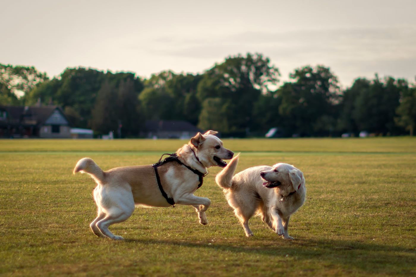 Two dogs playing together in a field at golden hour