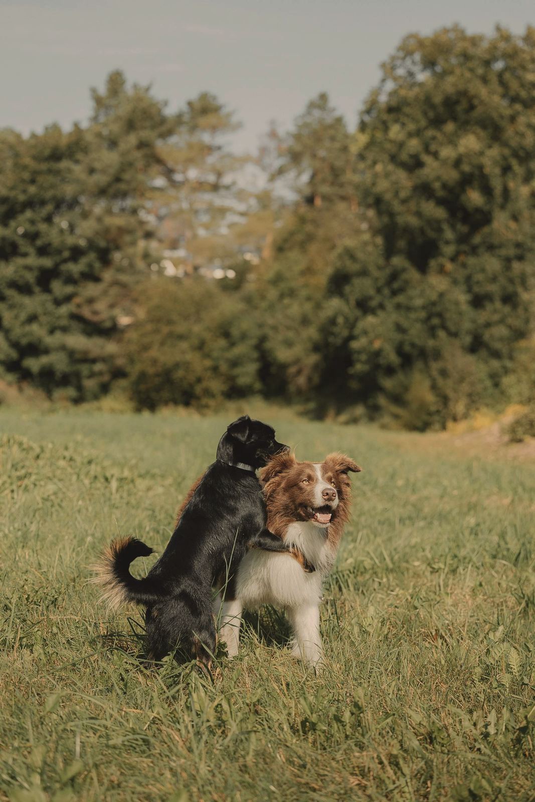Two dogs together outdoors