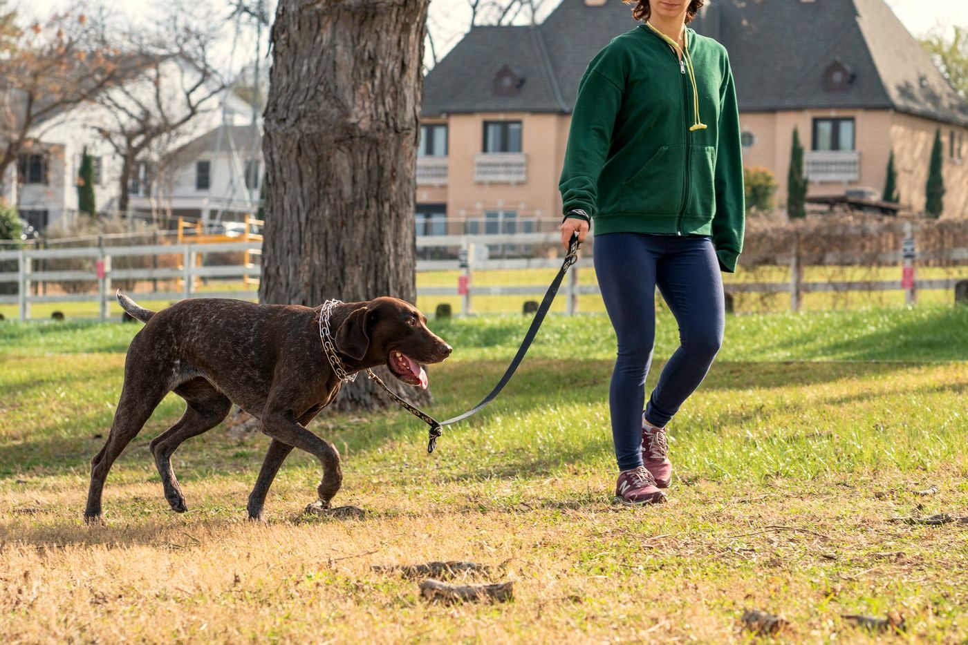 A dog walking ahead on the lead beside its owner in a park
