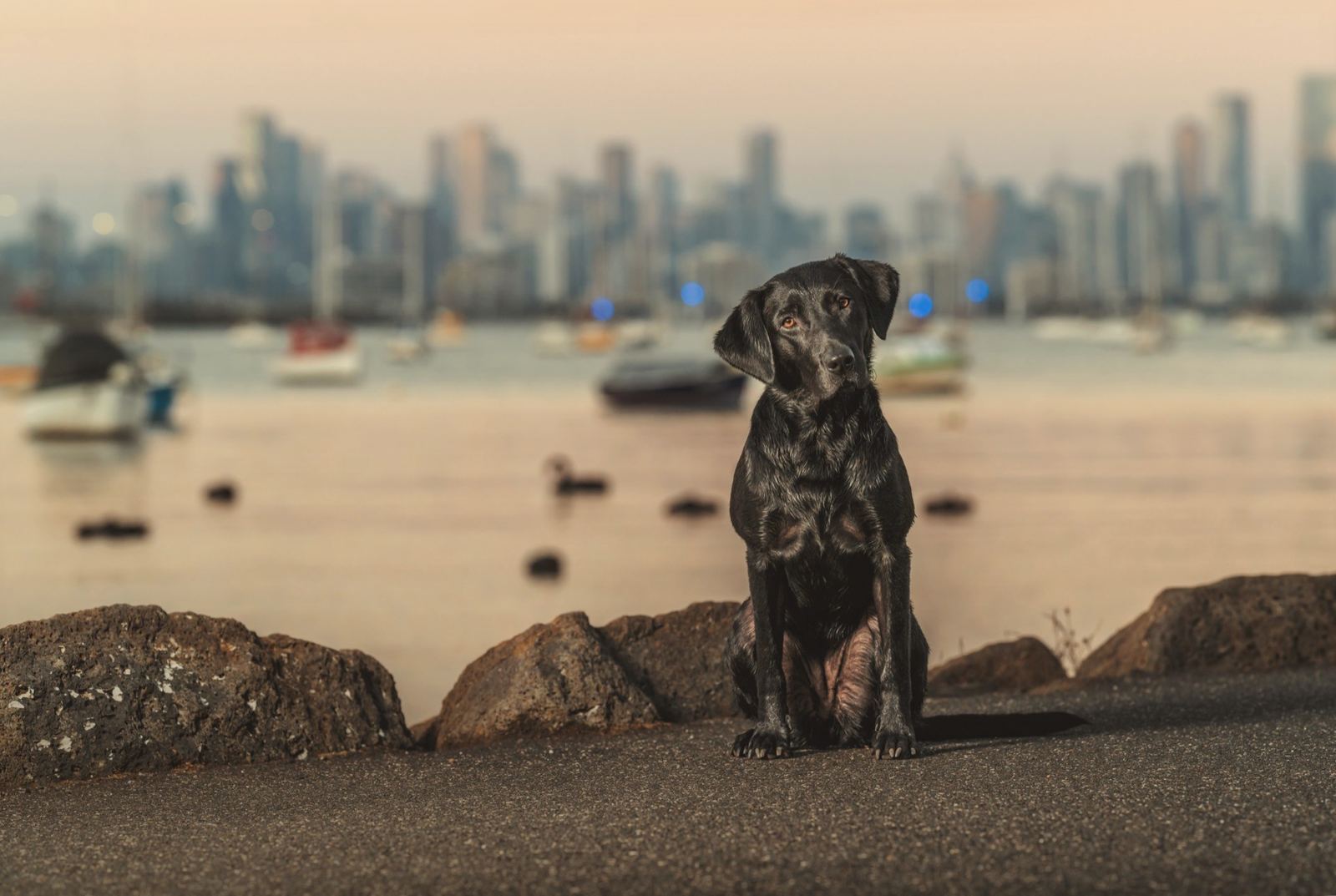 A black Labrador sitting by the bay with the Melbourne city skyline behind her